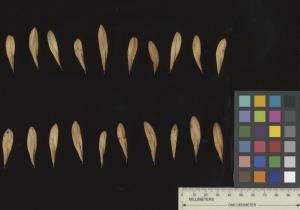 SEED